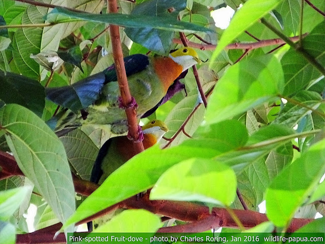 pink-spotted fruit dove