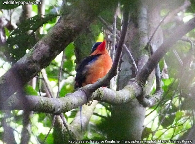 Red-breasted Paradise Kingfisher of Klasow valley - Cekakak Pita Bidadari