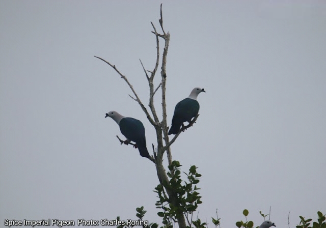 Burung Pergam Rempah