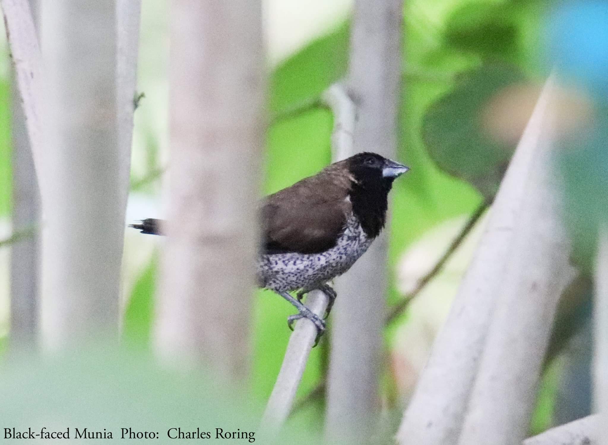 Burung Munia Muka Hitam