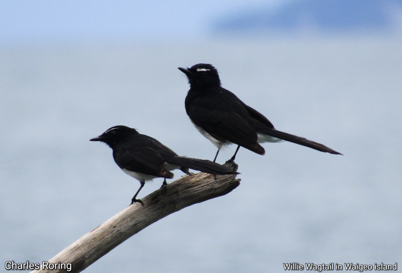 Burung Baikole / Willie Wagtail