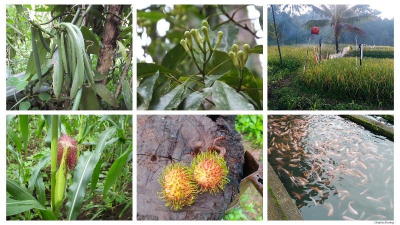 Minahasa is an important agricultural center in eastern region of Indonesia