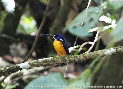 Azure Kingfisher in Klasow Valley