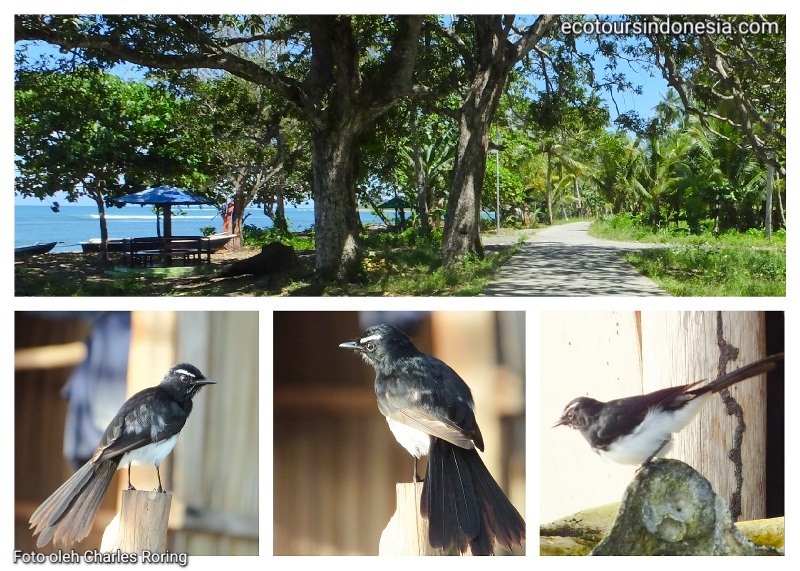 Burung Baikole (Rhipidura leucophrys) dan habitatnya di pesisir pantai.