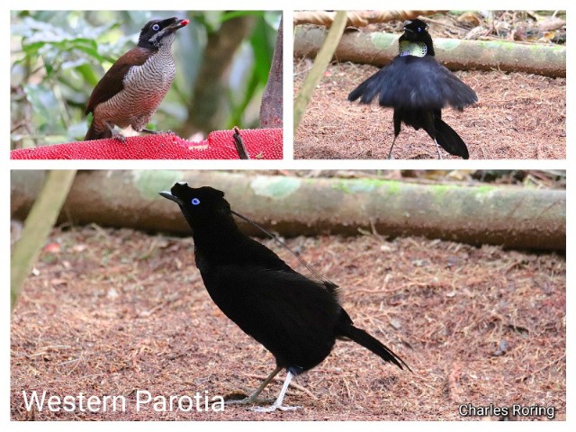 A male Western Parotia (Parotia sefilata) dances like a ballerina dancer to attract his female partner.