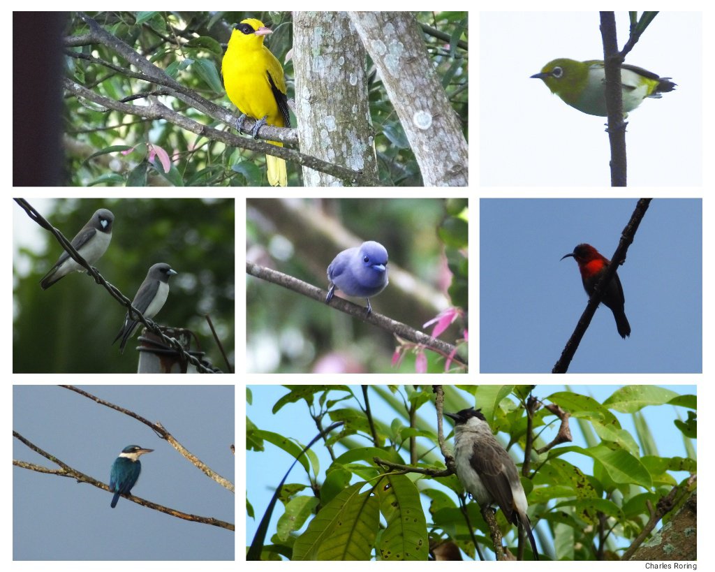 Black-naped Oriole, Warbling White-eye,White-breasted Woodswallow, Pale Blue Monarch, Crimson Sunbird, Collared Kingfisher, Sooty-headed Bulbul