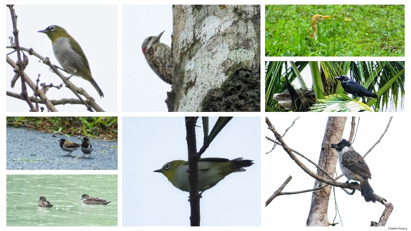 walking tour and birdwatching in Indonesia birds of Sulawesi