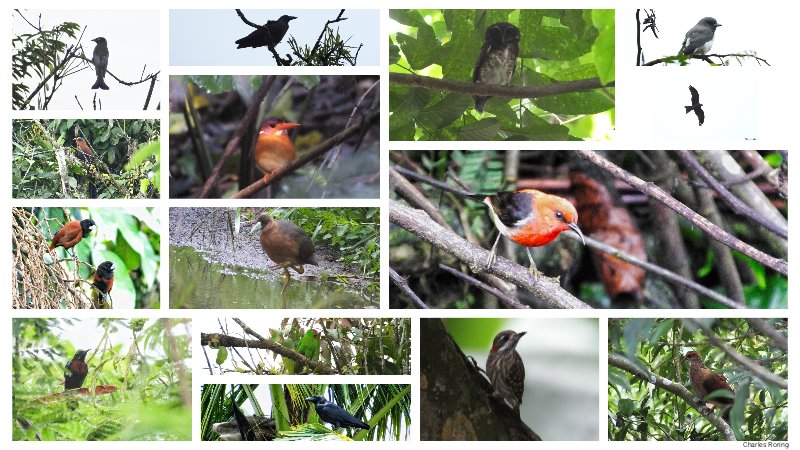 birding in tangkoko, mount mahawu and sonder forest hair-crested drongo, sulawesi crow, speckled boobook, white-breasted wooodwallow, black kite, yellow-billed malkoha, sulawesi dwarf kingfisher, sulawesi myzomela, black sunbird, sulawesi hanging parrot, pygmy woodpecker, sulawesi cuckoo-dove