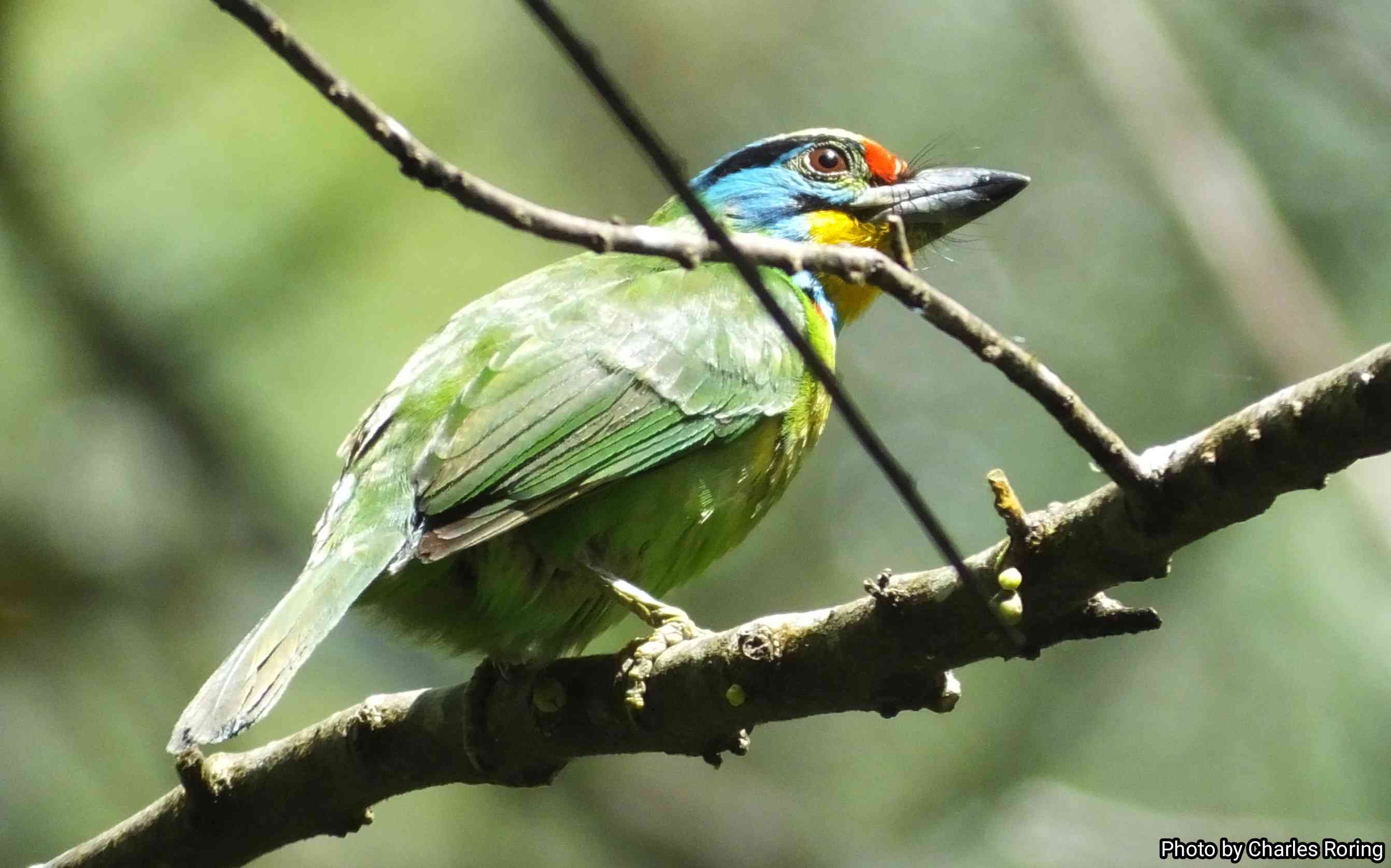 Black-browed Barbet