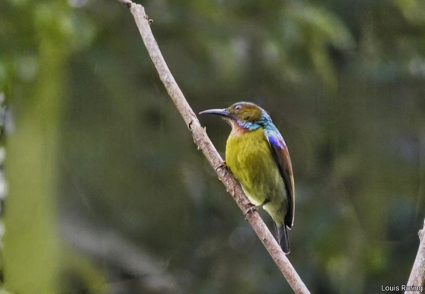 Bird watching tour in North Sulawesi of Indonesia Brown-throated Sunbird(Anthreptes malacensis)