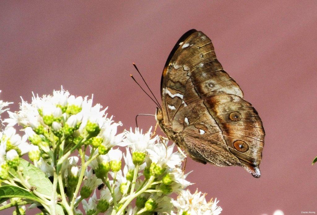 insect watching tour in Indonesia Celebes Leafwing Butterfly