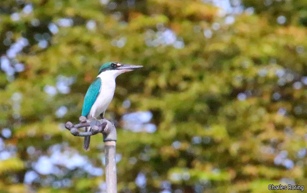 Collared Kingfisher