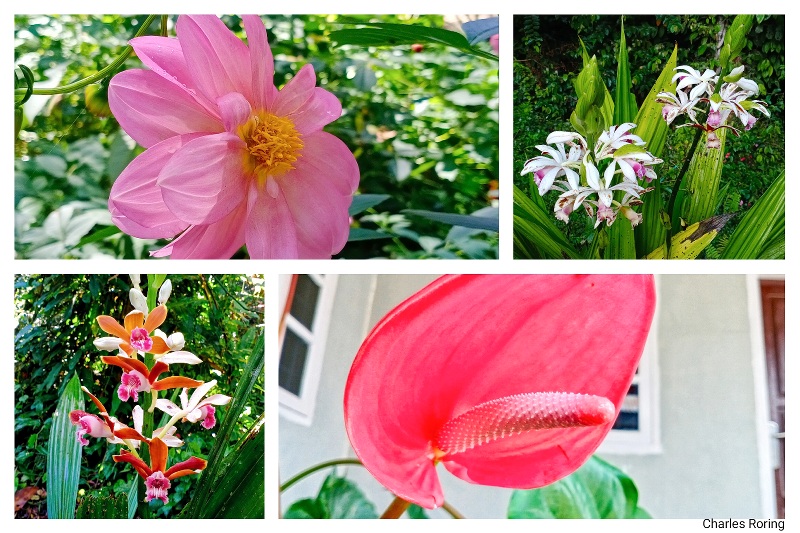 tropical flowers of Sulawesi island Orchid, dahlia, anthurium in Lore Lindu of Central Sulawesi Indonesia.