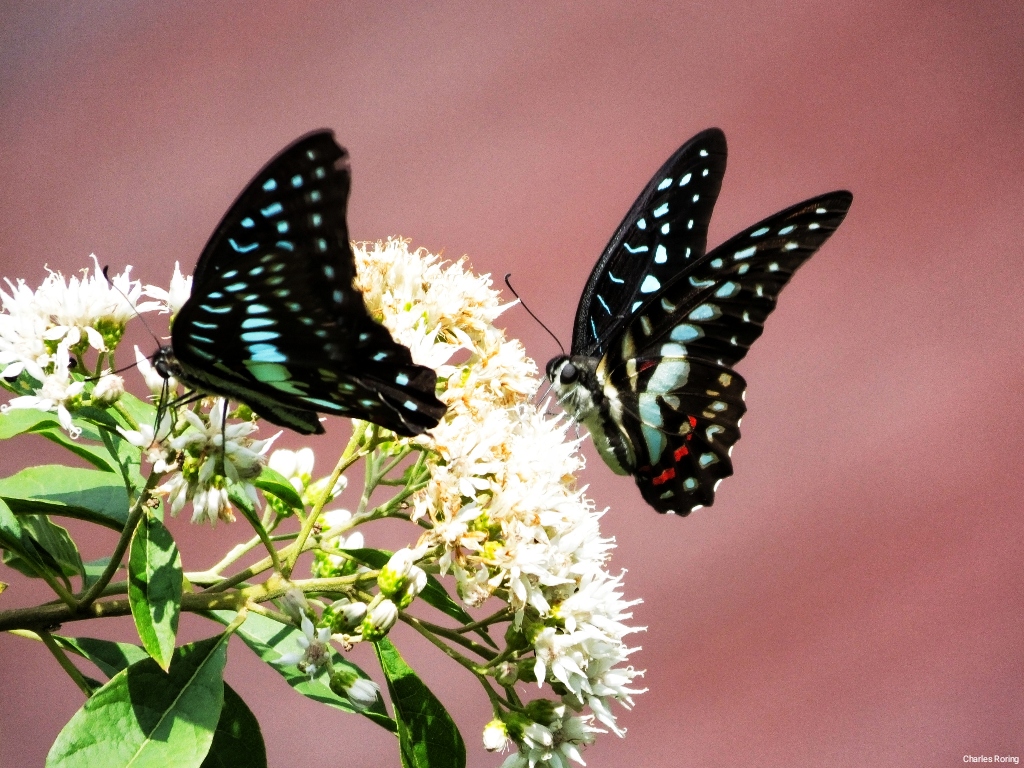 butterflywatching tour in Indonesia Graphium meyeri meyeri