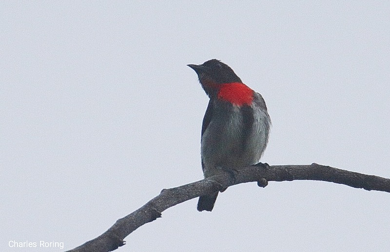bird photography tour in Indonesia Grey-sided Flowerpecker (Dicaeum celebicum)