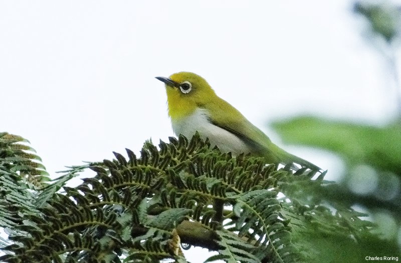 birdwatching and photography trip in Subdistrict Sonder of Minahasa Japanese White-eye in the forest of Mount Sonder in Minahasa highland of North Sulawesi, Indonesia