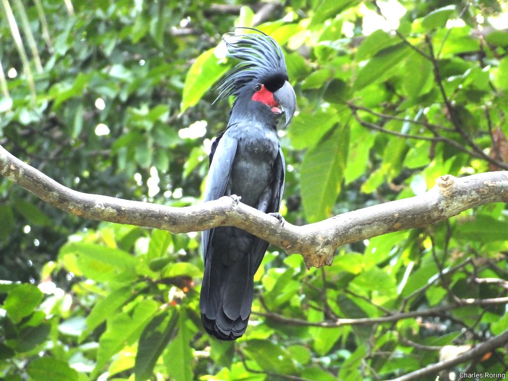 Kakaktua Raja or Palm Cockatoo in Waigeo island of Raja Ampat