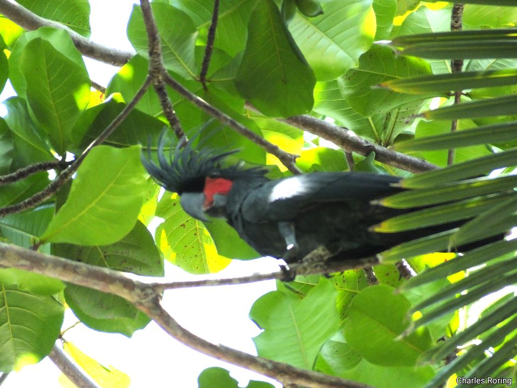 Palm Cockatoo (Probosciger aterrimus