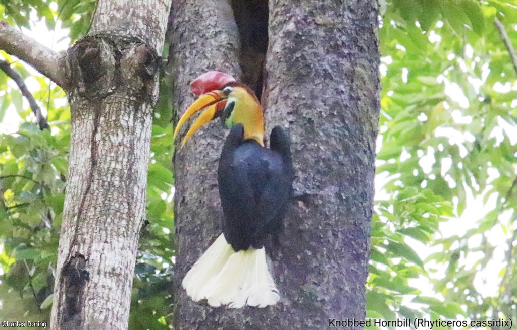 Knobbed Hornbill (Rhyticeros cassidix)