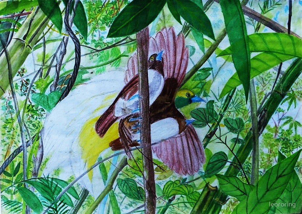 Watercolor painting of Lesser Birds of Paradise