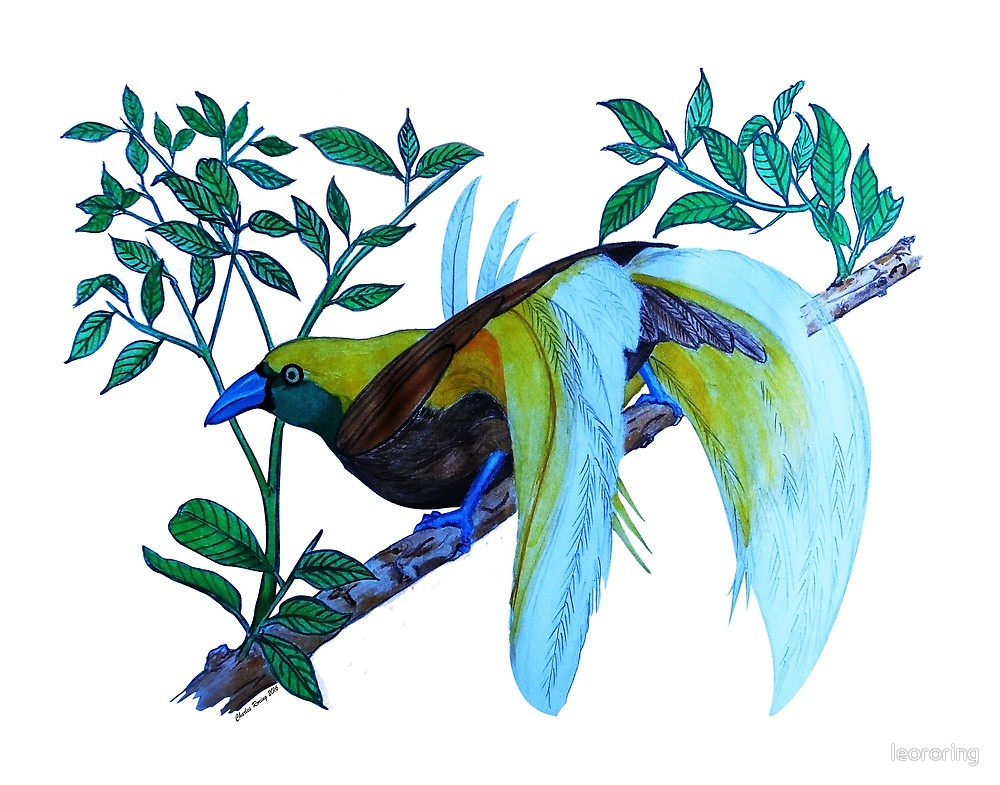 Colored pencil drawing of paradise bird
