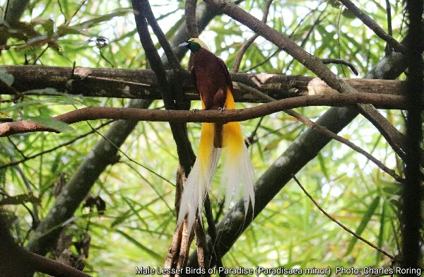 Lesser Bird of Paradise (Paradisaea minor)