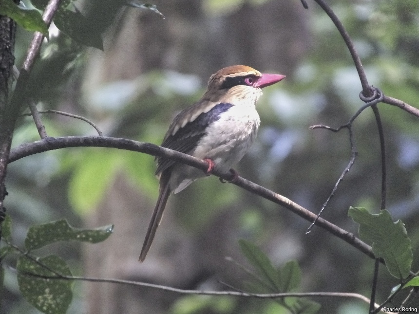 Lilac-cheeked KKingfishe (Citurra cyanotis)