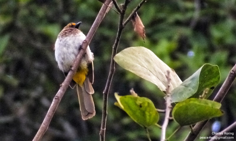 Orange-spotted Bulbul (Pynonotus bimaculatus)