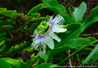 Rainforest Flower passion flower in Arfak mountains