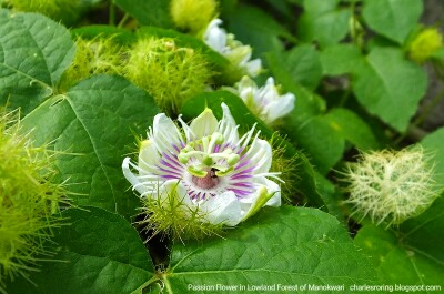 tropical flower plant in Indonesia passion flower in lowland forest of Manokwari