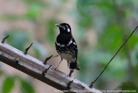 Bird in Minahasa
