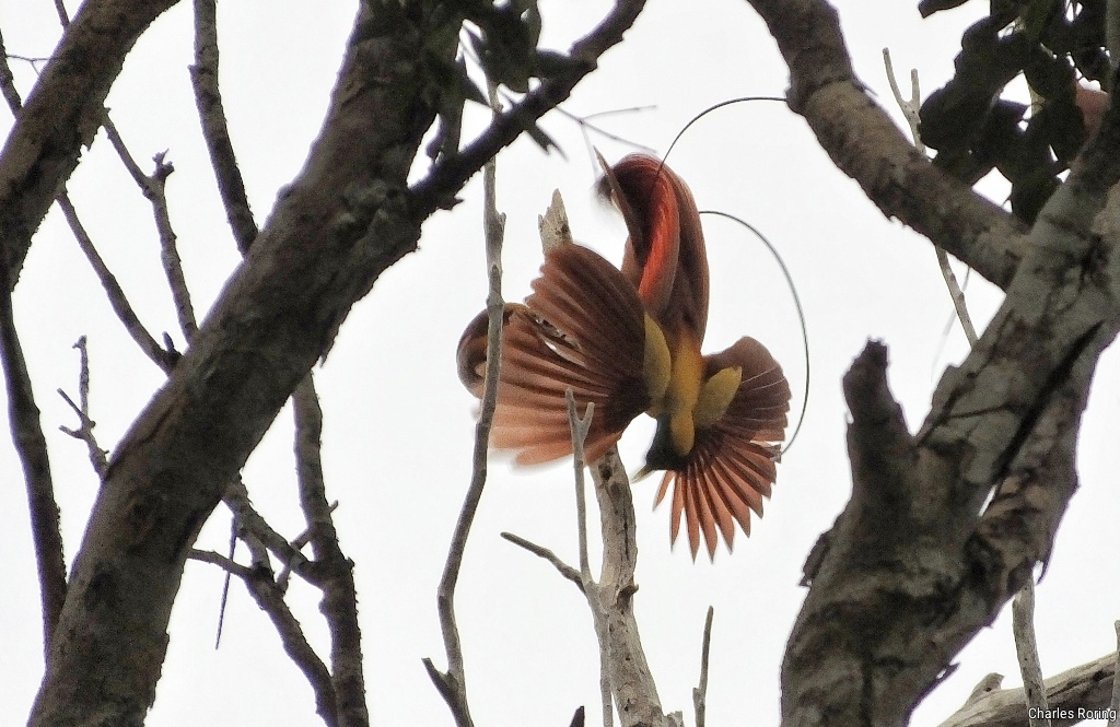 Male Red Bird of Paradise (Paradisaea rubra)