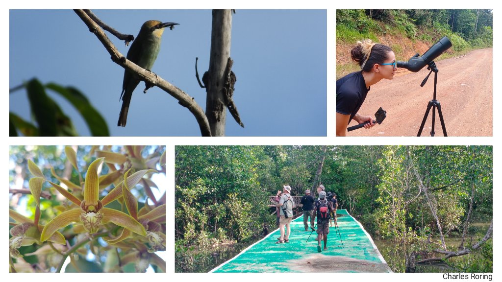 nature watching, birdwatching, wildlife watching in Sorong's forest