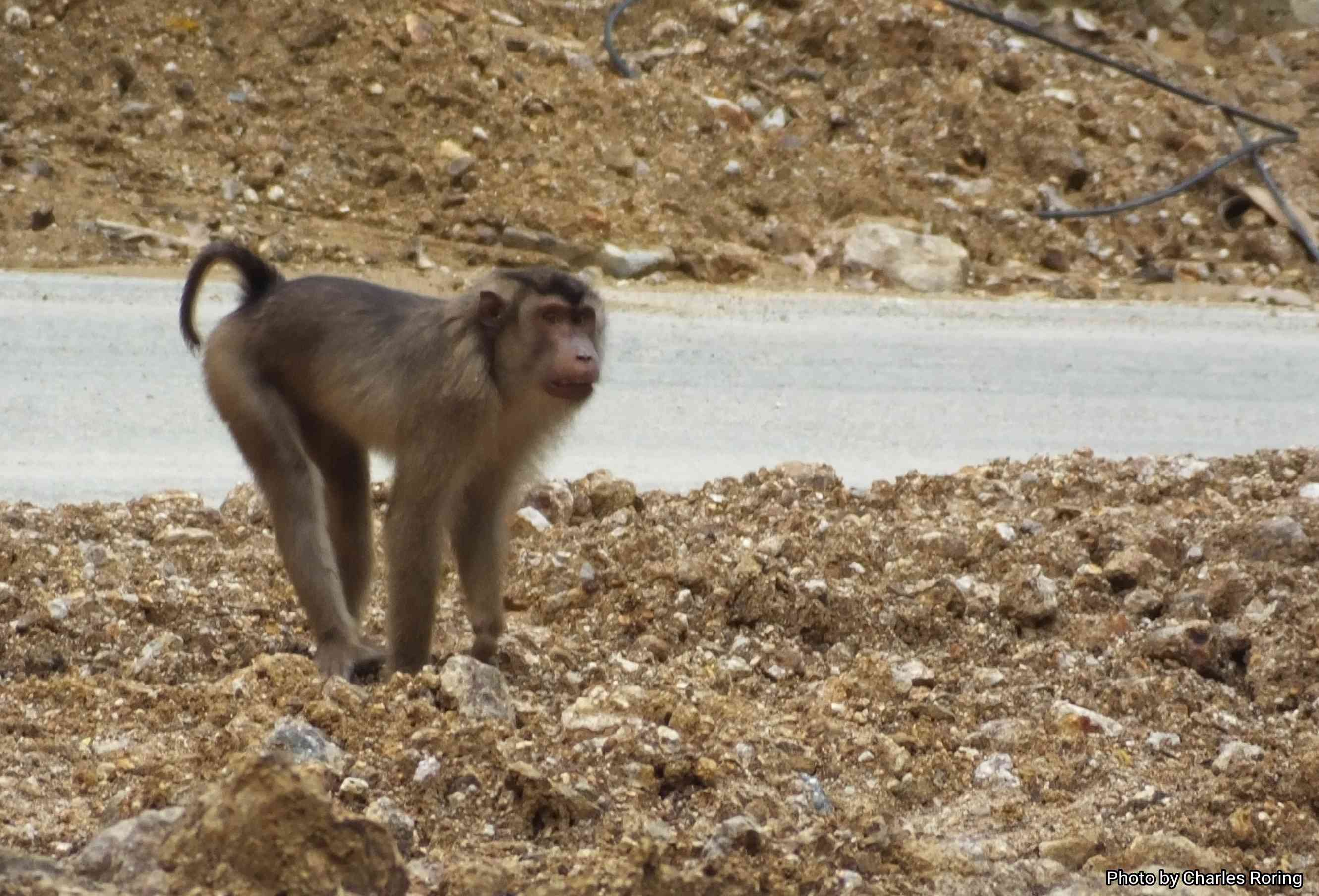 wildlife watching tour in Sumatra