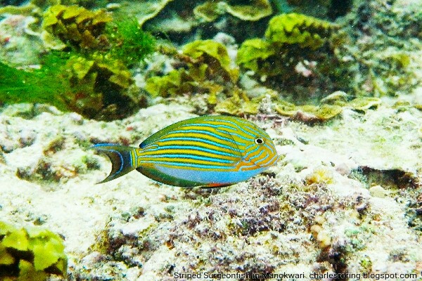 striped-surgeonfish