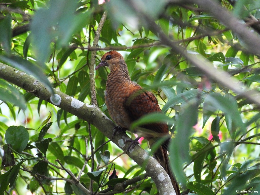 Sulawesi Cuckoo-dove