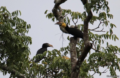 Sulawesi Hornbill