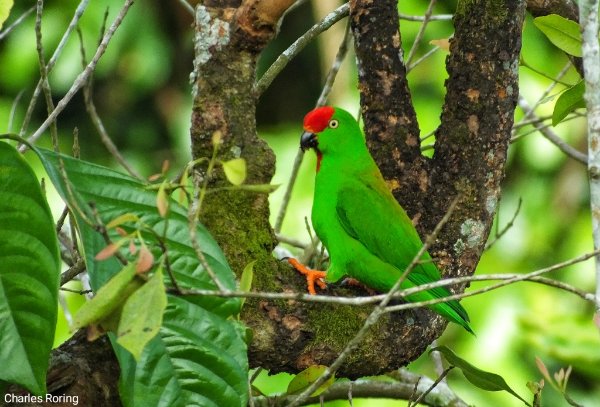 birding tour manado city sulawesi hanging parrot (loriculus stigmatus)