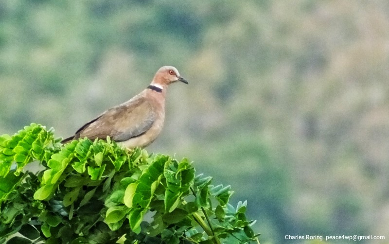 Sunda-collared Dove (Streptopelia bitorquata) in West Bali