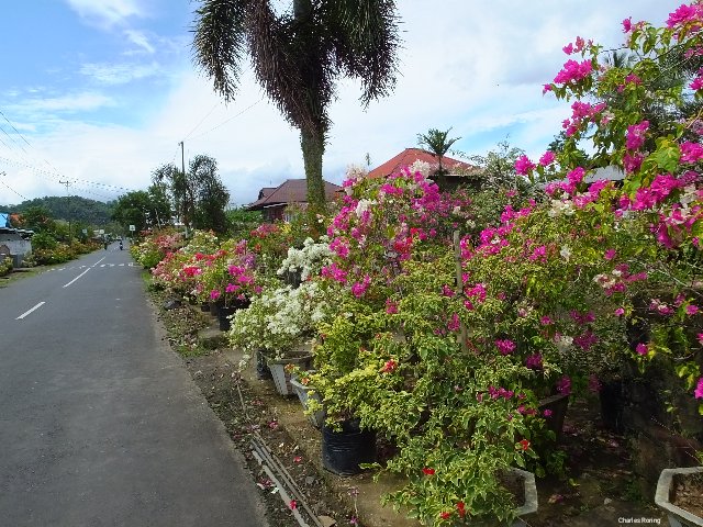Colourful tropical flowers in Tincep
