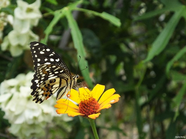 Lime Swallowtail