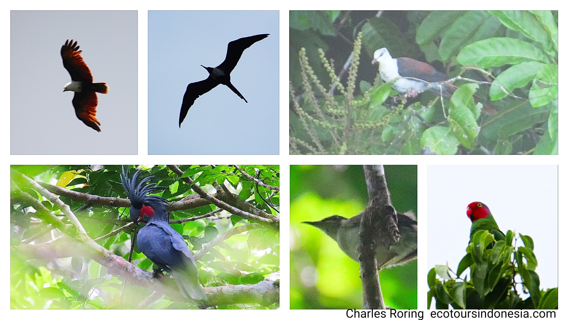 birding trip to Wondama regency of Indonesia