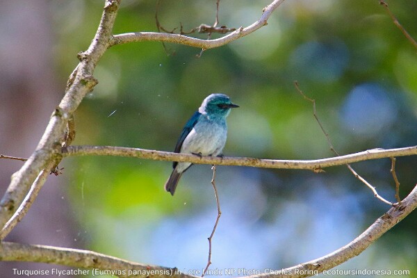Turquoise Flycatcher (Eumyias panayensis)