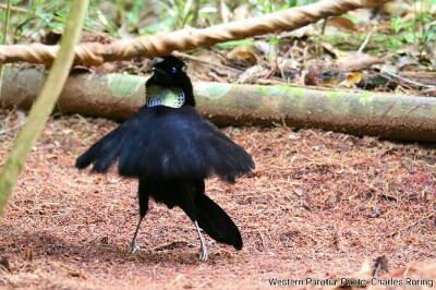Western Parotia paradise bird