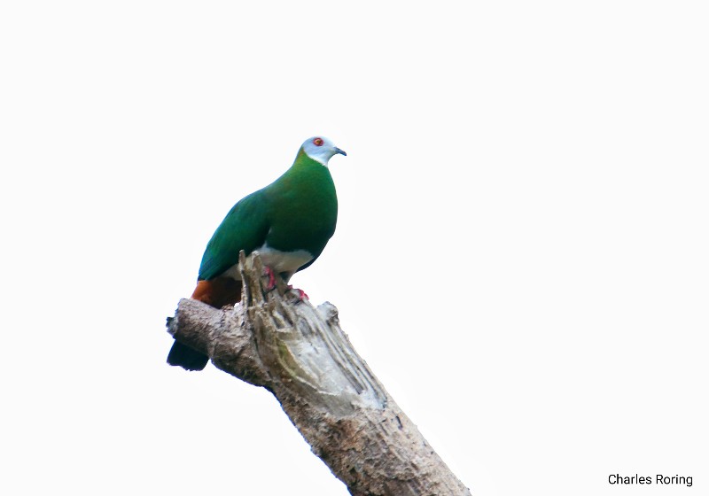 birding in north sulawesi White-bellied Imperial Pigeon