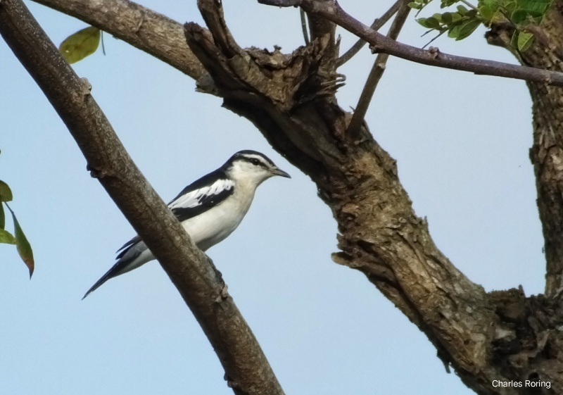 White-shouldered triller