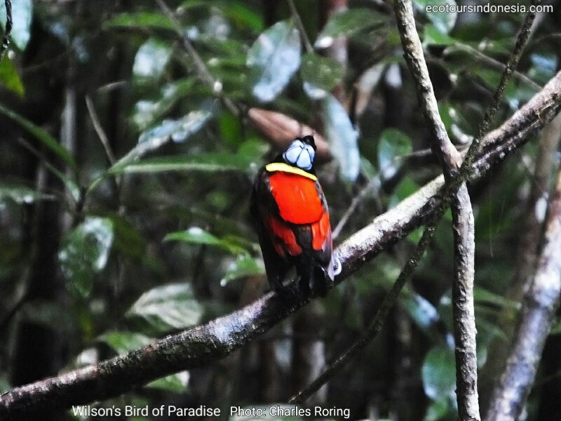 Wilson's Bird of Paradise (Diphyllodes respublica)