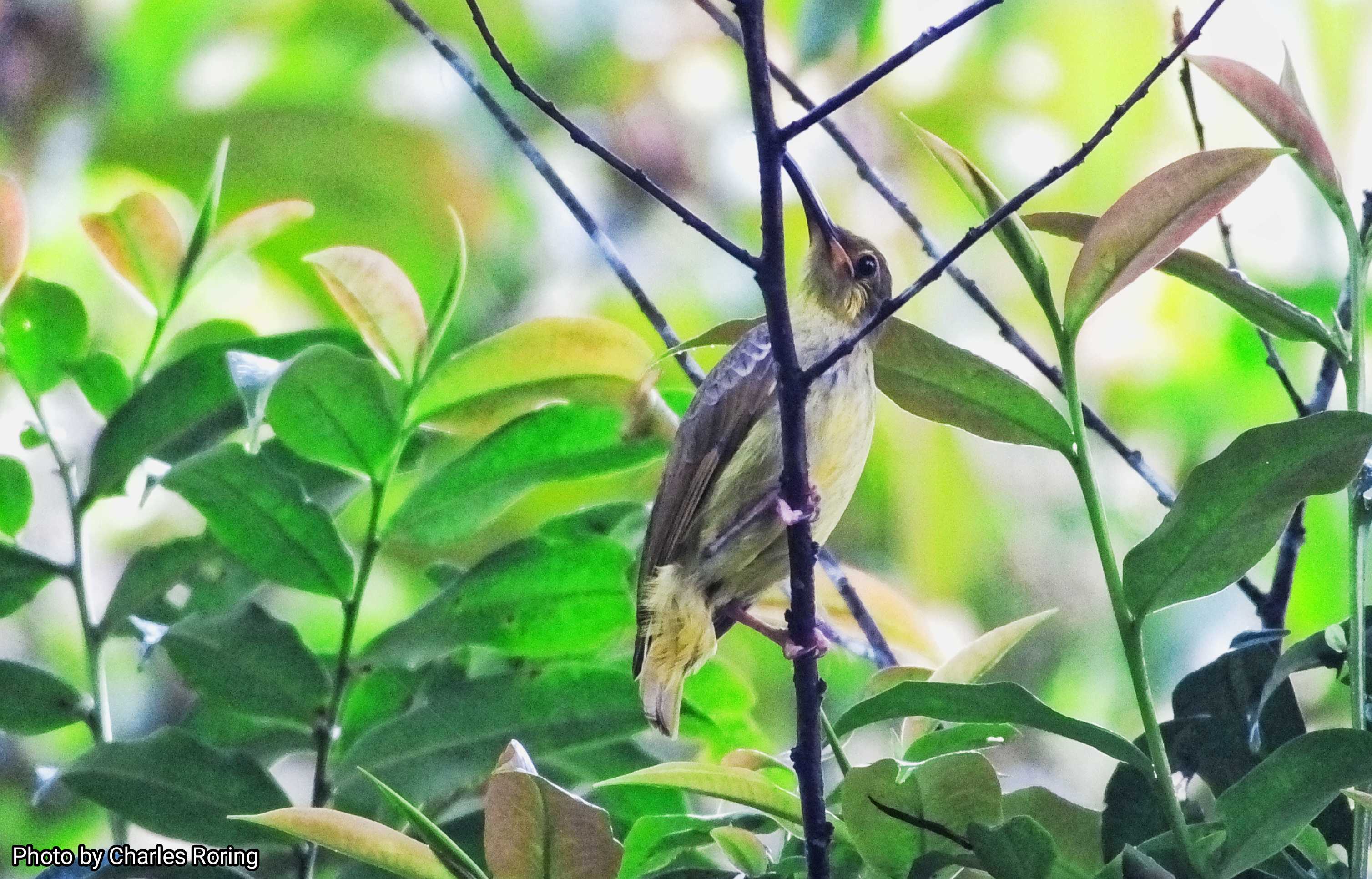 Yellow-eared Spiderhunter