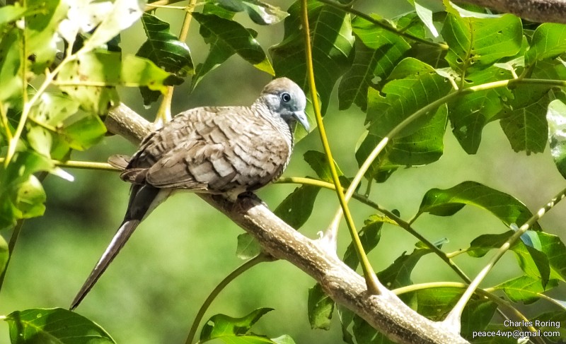 Zebra Dove (Geopelia striata)